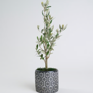 Bonsai